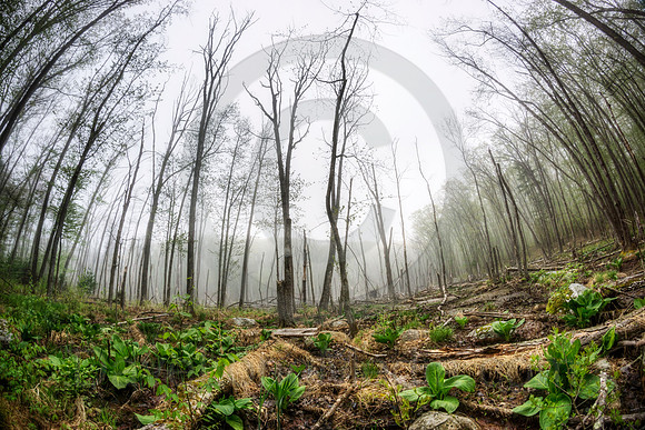 Misty Morning Wetland