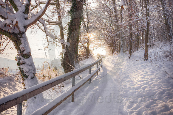 Morning Walk in the Snow