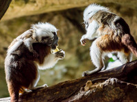 Cotton-Top Tamarins