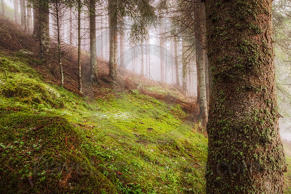 Forest Morning