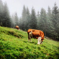 Cows in the Alps