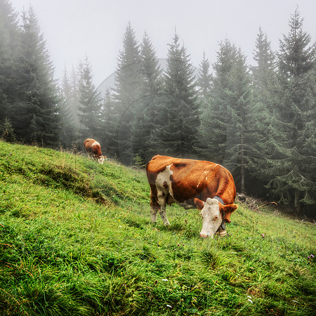 Cows in the Alps