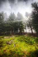 Sun Bursting through Pine Forest