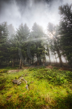 Sun Bursting through Pine Forest
