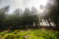 Sun Bursting through Pine Forest