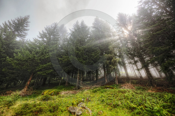 Sun Bursting through Pine Forest