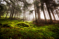 Forest Floor