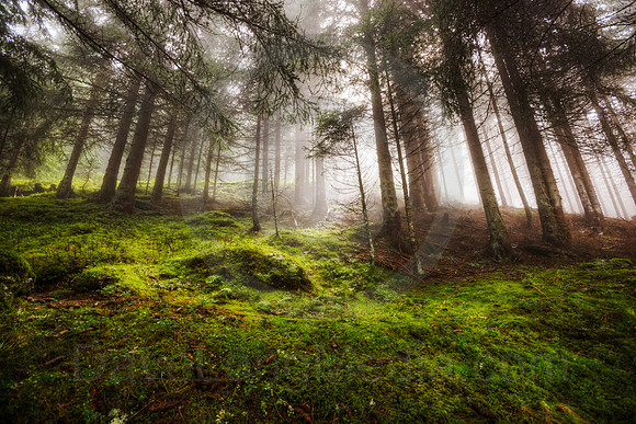 Forest Floor