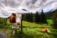 Cows in the Alps