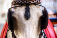 Fiaker Horse
