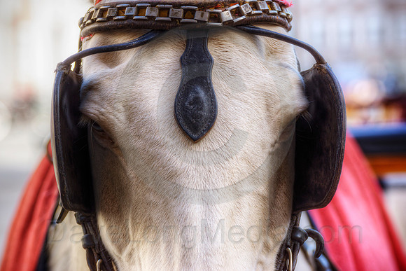 Fiaker Horse