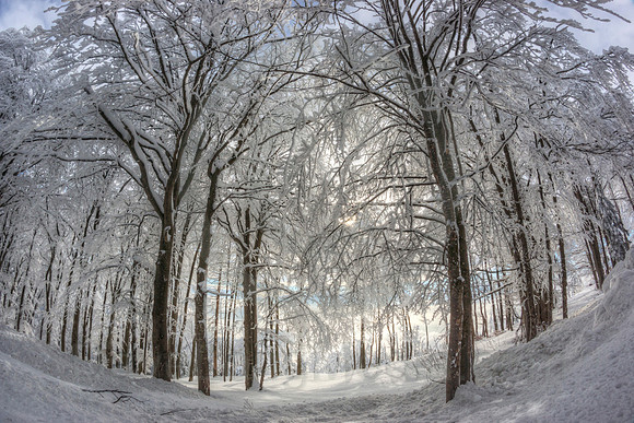 Winter Forest
