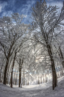 Winter Forest