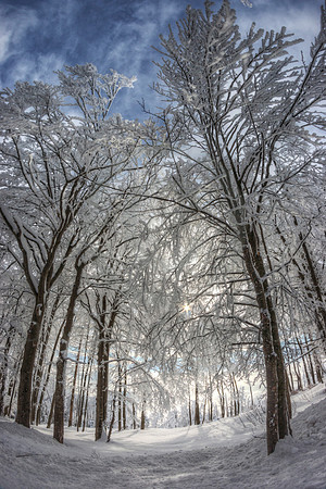 Winter Forest
