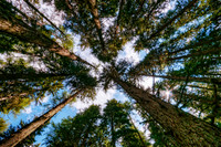 Pine Forest