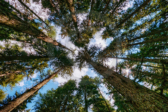 Pine Forest