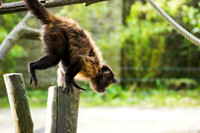 Tufted Capuchin