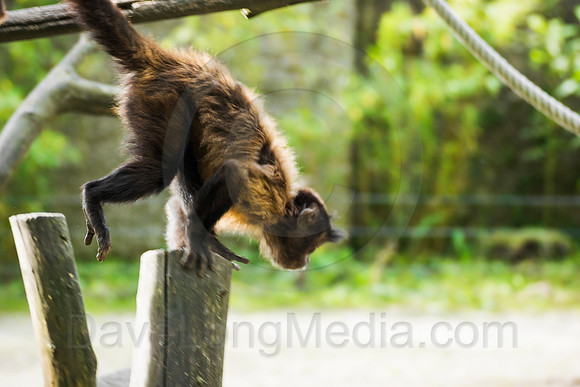 Tufted Capuchin