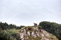 Mountain Goat in the Alps