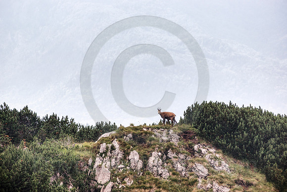 Mountain Goat in the Alps