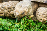 African Spurred Tortoise