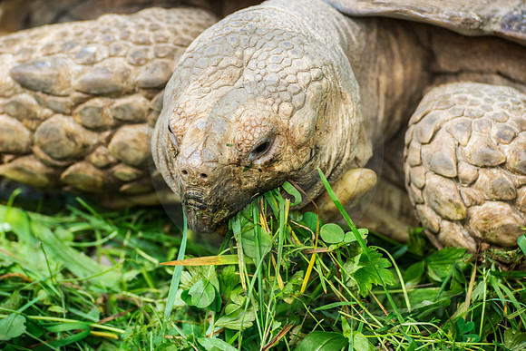 African Spurred Tortoise