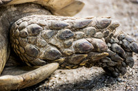 Dry and Scaly Turtoise Skin