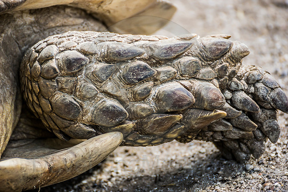 Dry and Scaly Turtoise Skin