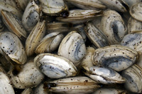 New England clams