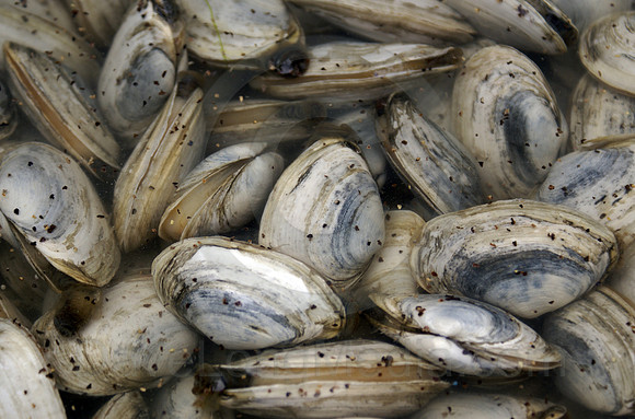 New England clams
