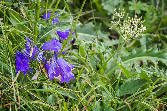 Gentian (Enzian) Flowers in the Alps
