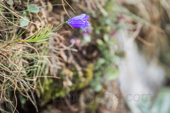 Gentian (Enzian) Flower in the Alps