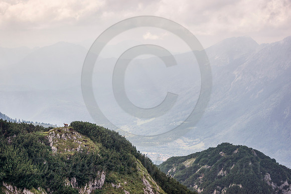 Alpine Valley with Wildlife