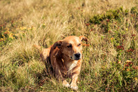 Farmer's Dog