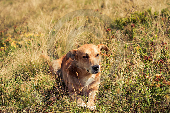 Farmer's Dog