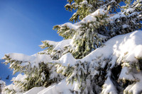 Pine Tree Covered in Snow