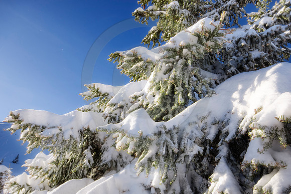 Pine Tree Covered in Snow