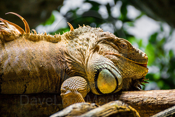 Green Iguana