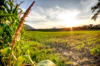 Wheat Harvest