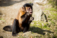 Tufted Capuchin