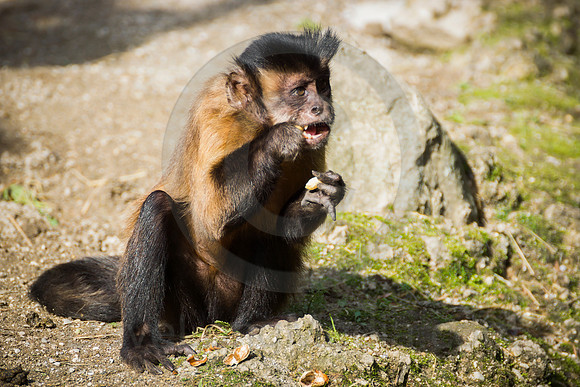 Tufted Capuchin
