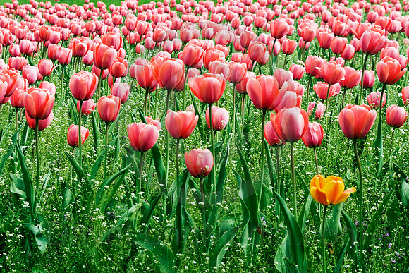 Tulip Garden
