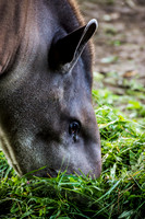 South American Tapir