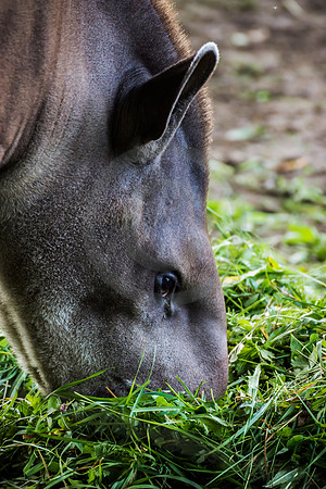 South American Tapir