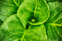 Skunk Cabbage Leaves