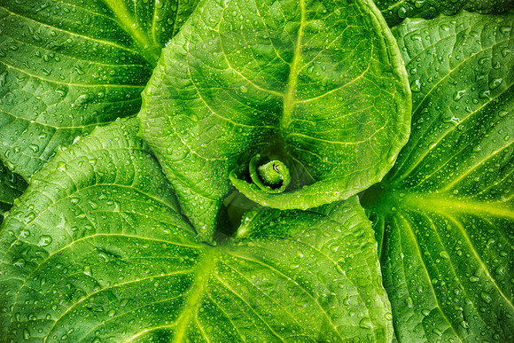 Skunk Cabbage Leaves