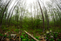 Lush Forest Wetland