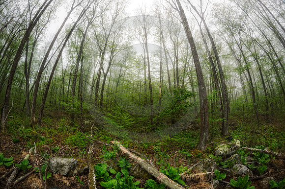 Lush Forest Wetland