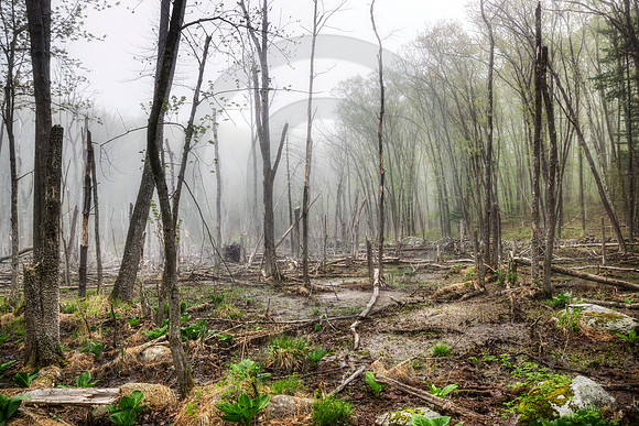 Misty Morning Wetland