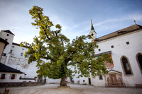 Castle Courtyard